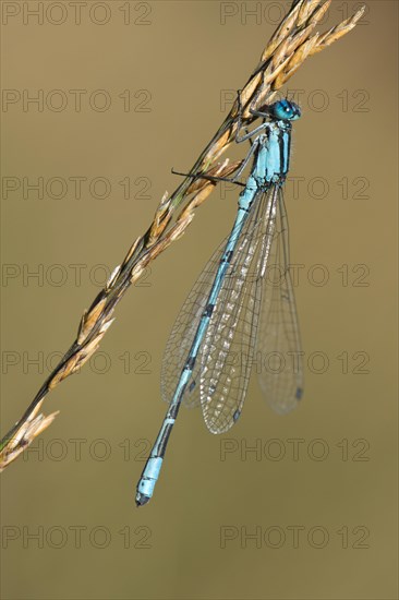 European damselfly (Enallagma cyathigerum) on a blade of grass