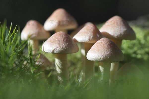 Sulphur tufts (Hypholoma fasciculare)