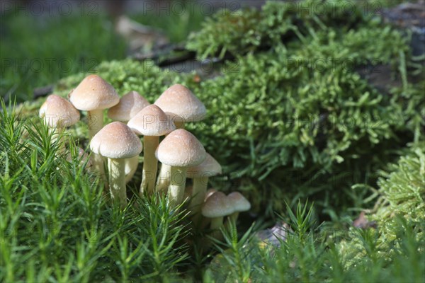 Sulphur tufts (Hypholoma fasciculare)