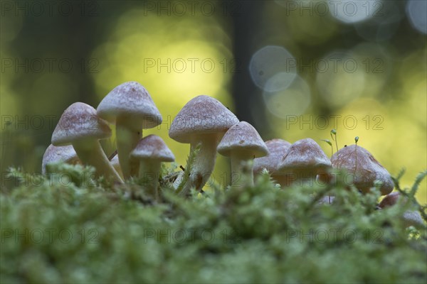 Sulphur tufts (Hypholoma fasciculare)