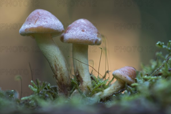 Sulphur tufts (Hypholoma fasciculare)