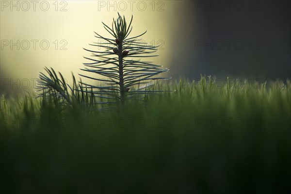 Norway spruce (Picea abies)