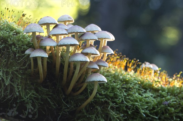 Sulphur tufts (Hypholoma fasciculare)