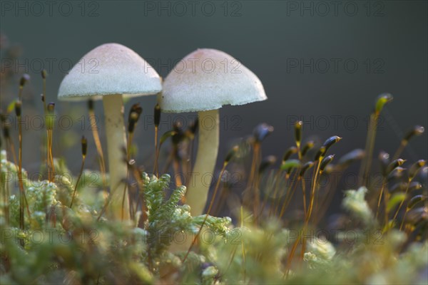 Sulphur tufts (Hypholoma fasciculare)