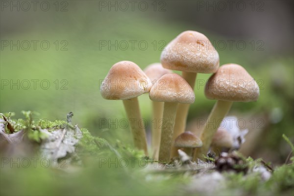 Sulphur tufts (Hypholoma fasciculare)