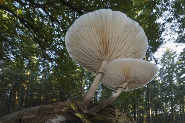 Ringed book mucus Rubling (Oudemansiella mucida) on deadwood