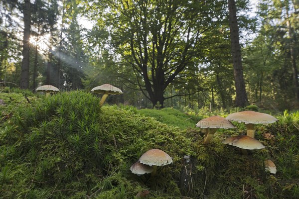 Sulphur tufts (Hypholoma fasciculare)