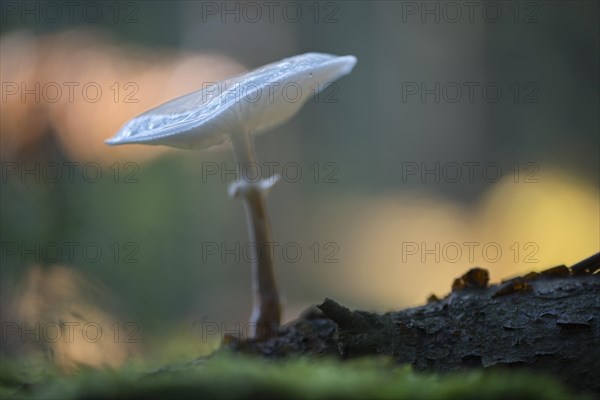 Porcelain fungus (Oudemansiella mucida)