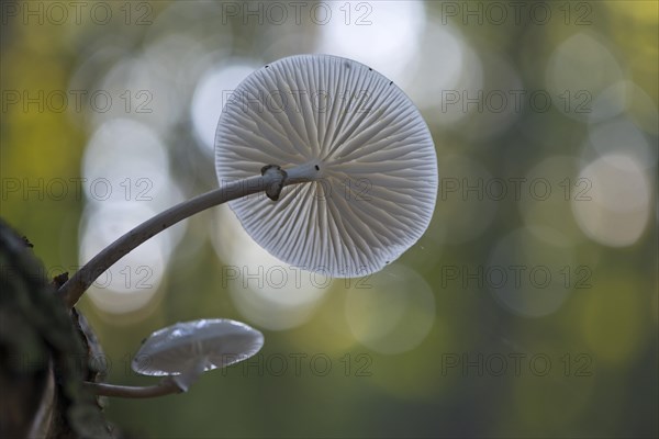 Porcelain fungus (Oudemansiella mucida)