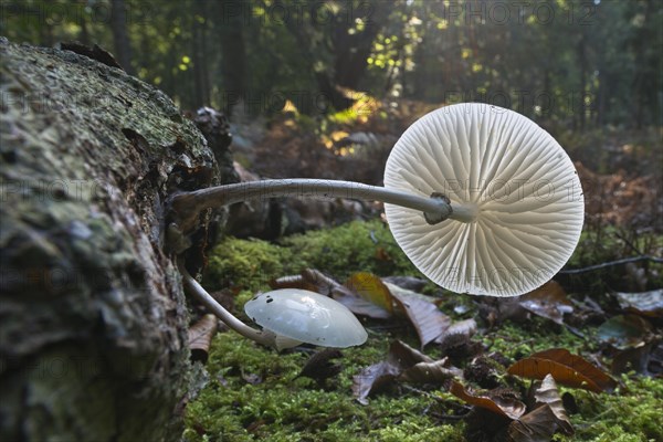 Porcelain fungus (Oudemansiella mucida)