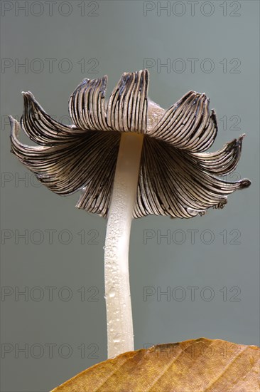 Graublattriger Tintling (Coprinus impatiens)