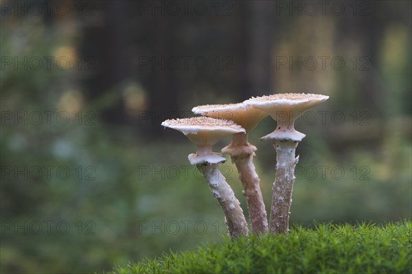 Armillaria solidipes (Armillaria solidipes)