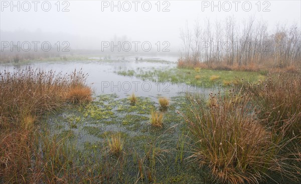 Foggy marsh