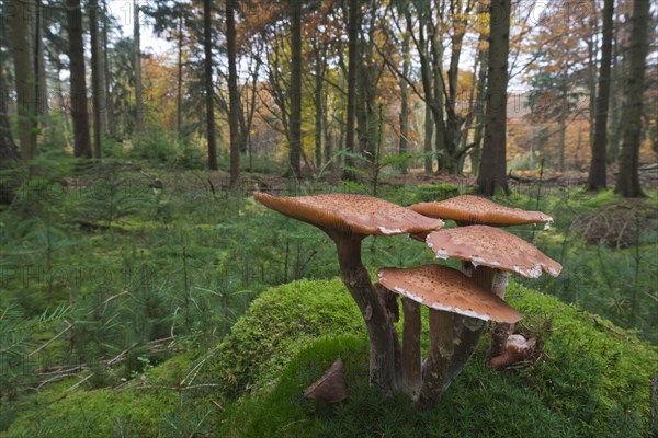 Common Armillaria (Armillaria solidipes) on moss