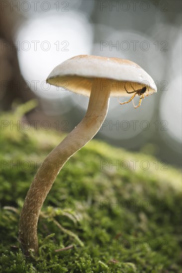 Sulphur tuft or clustered woodlover (Hypholoma fasciculare) with spider