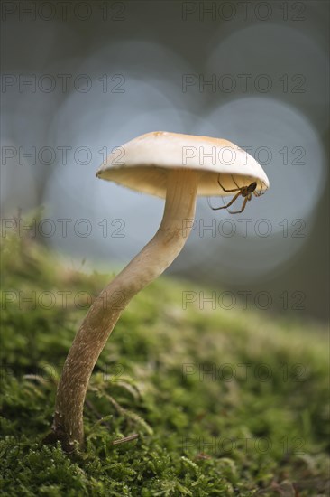 Sulphur tuft or clustered woodlover (Hypholoma fasciculare) with spider