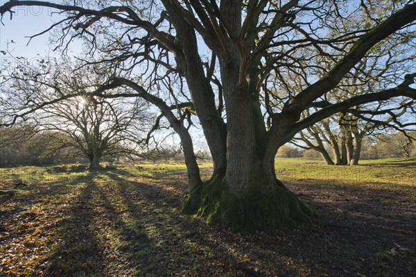 English oak