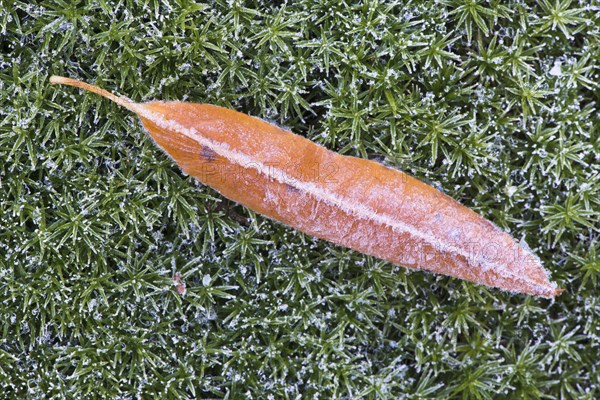 Black cherry (Prunus serotina) leaf and Great Goldilocks (Polytrichum commune) with hoarfrost