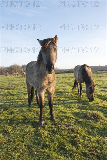 Tarpans (Equus ferus ferus)