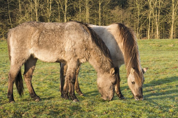 Tarpans (Equus ferus ferus)