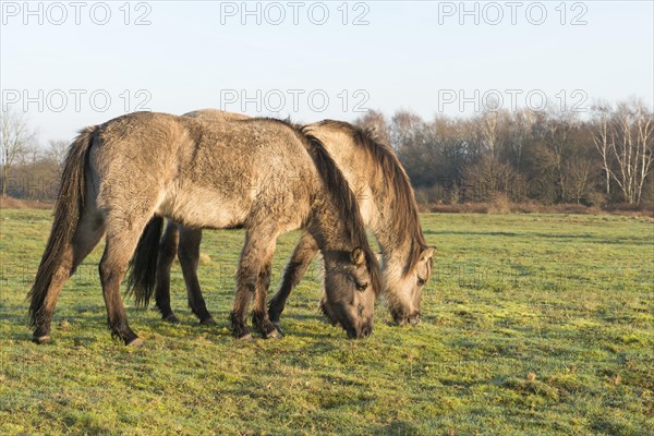 Tarpans (Equus ferus ferus)