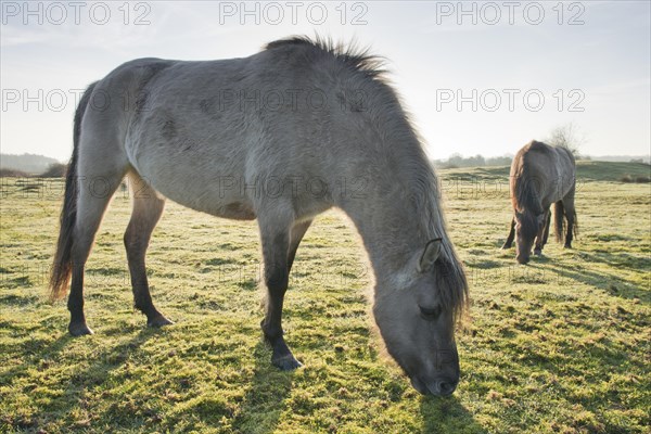 Tarpan (Equus ferus ferus)