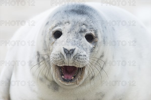Young grey seal (Halichoerus grypus) calling
