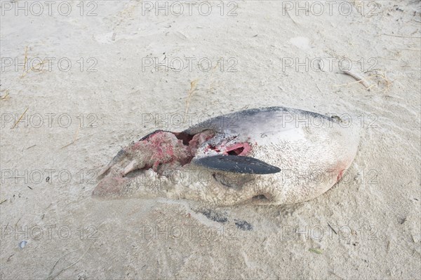 Dead harbor porpoise (Phocoena phocoena) washed ashore on the beach
