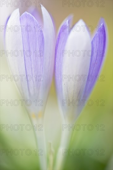 Woodland crocus (Crocus tommasinianus)