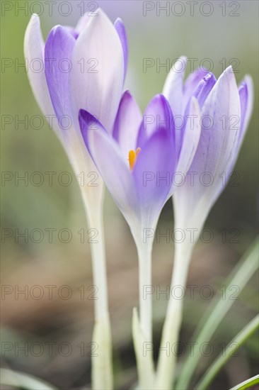 Woodland crocus (Crocus tommasinianus)