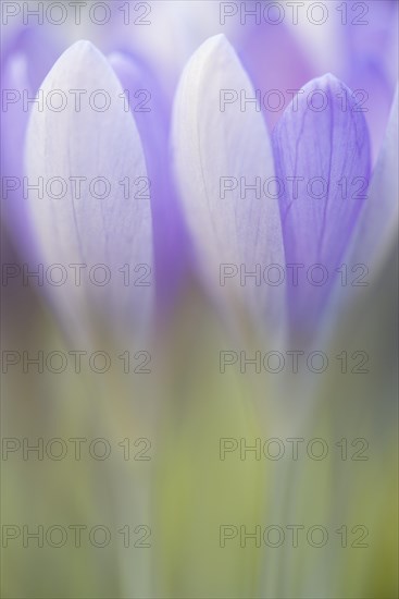 Woodland crocus (Crocus tommasinianus)