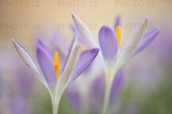 Woodland crocus (Crocus tommasinianus)