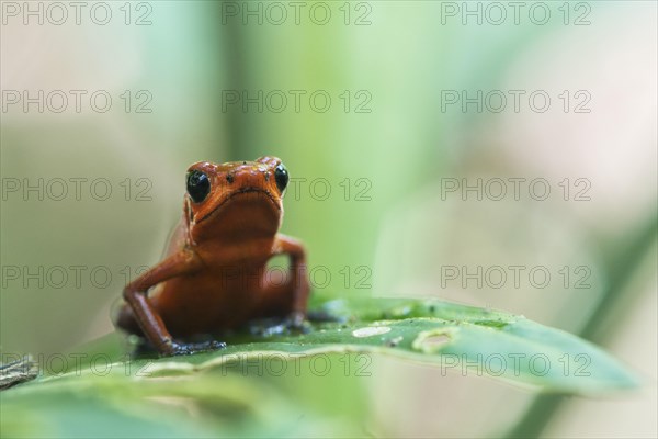 Strawberry poison-dart frog (Oophaga pumilio) perched on a leaf