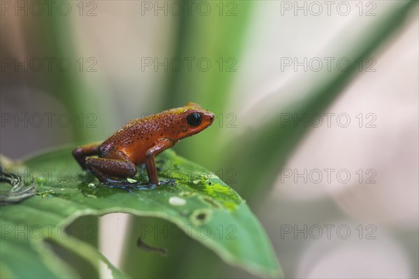 Strawberry poison-dart frog (Oophaga pumilio) perched on a leaf