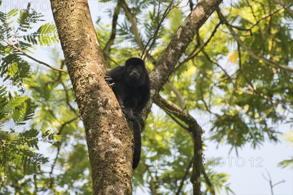 Mantled Howler (Alouatta palliata) resting in a tree