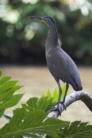 Fasciated tiger heron (Tigrisoma fasciatum) standing alertly on branch on water