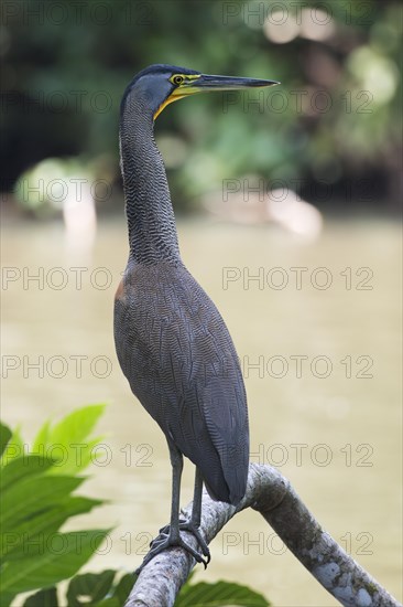 Fasciated tiger heron (Tigrisoma fasciatum) standing alertly on branch on water