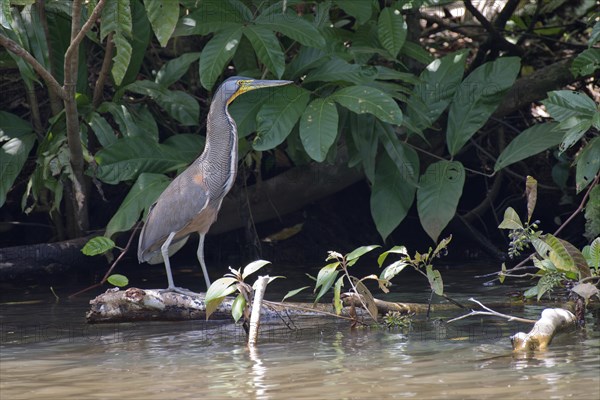 Fasciated tiger heron (Tigrisoma fasciatum) at the water