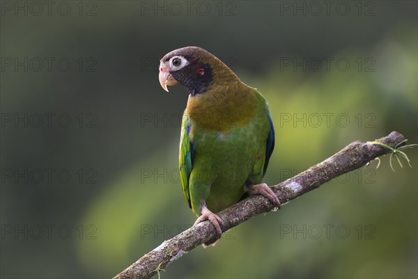 Brown-hooded Parrot (Pyrilia haematotis) perched on a tree branch