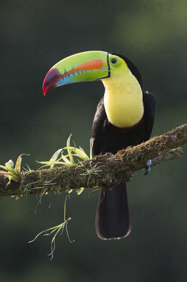 Keel-billed Toucan (Ramphastus sulfuratos) perched on a branch