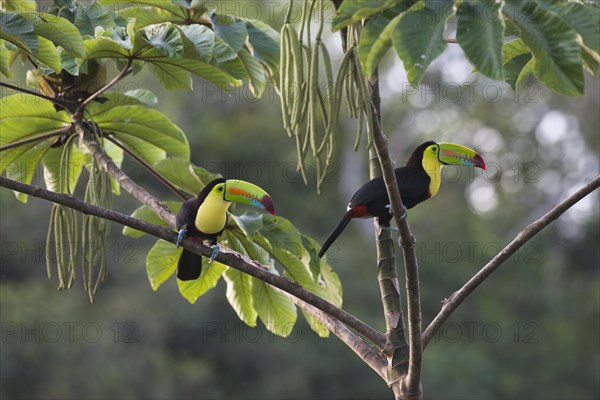 Keel-billed Toucan (Ramphastus sulfuratos) in a tree