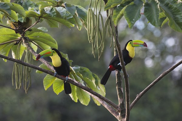 Keel-billed Toucan (Ramphastus sulfuratos) in a tree