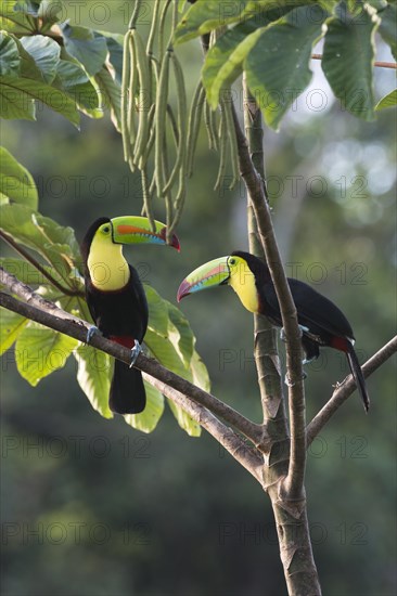 Keel-billed Toucan (Ramphastus sulfuratos) in a tree