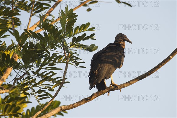 Black Vulture (Coragyps atratus) perched on a tree branch