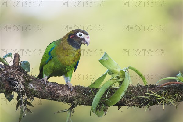 Brown-hooded Parrot (Pyrilia haematotis) perched on a tree branch