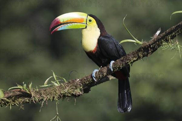 Keel-billed Toucan (Ramphastus sulfuratos) perched on a branch