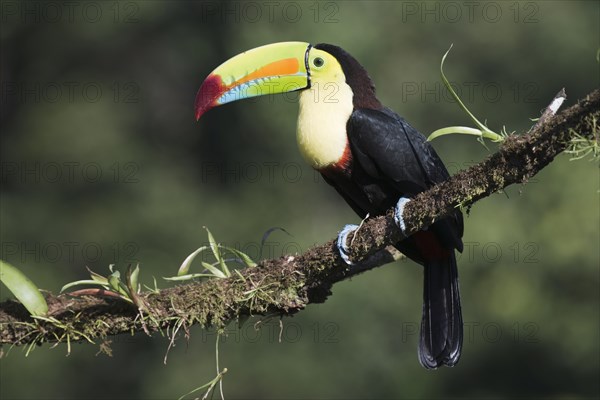 Keel-billed Toucan (Ramphastus sulfuratos) perched on a branch