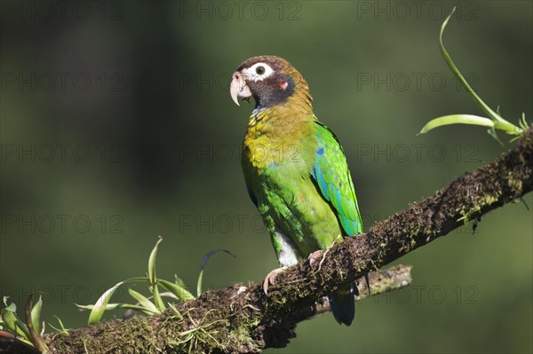 Brown-hooded Parrot (Pyrilia haematotis) perched on a tree branch