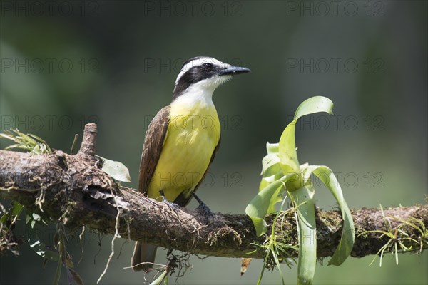 Great Kiskadee (Pitangus sulfuratus) perched on a tree branch