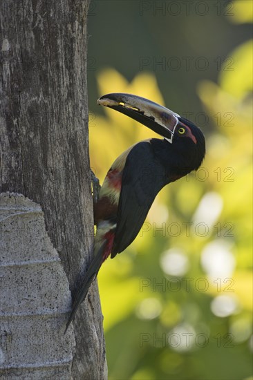 Collared Aracari (Pteroglossus torquatus) on a tree trunk